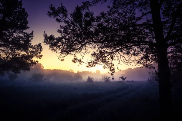 Eine Wunderschöne Morgenlandschaft Gemäßigten Osten Sommer Wälder Mit Bäumen Und — Stockfoto