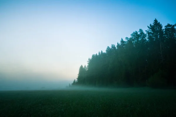 Piękny Poranny Krajobraz Umiarkowanego Lasu Lecie Lasy Drzewami Roślinnością Letnia — Zdjęcie stockowe