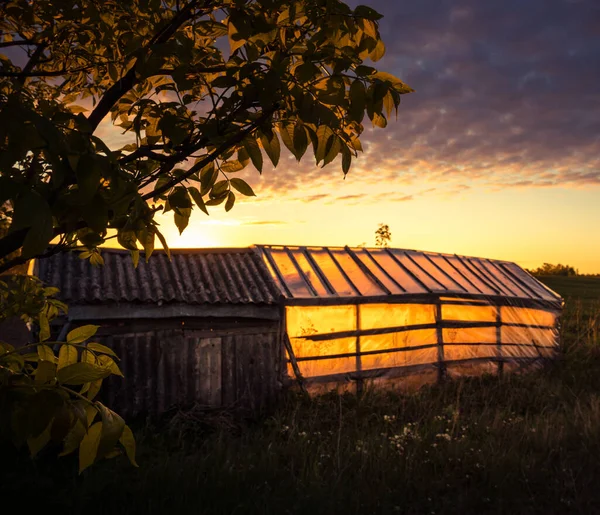 Abandoned Greenhouse Old Garden Golden Sunrise Light Shining — Stock Photo, Image