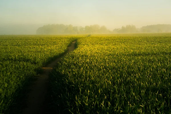여름의 안개낀 아침의 아름다운 북유럽의 여름철 — 스톡 사진