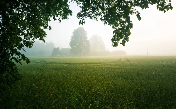 Beautiful Sunrise Landscape Misty Meadow Summertime Scenery Northern Europe — Stock Photo, Image