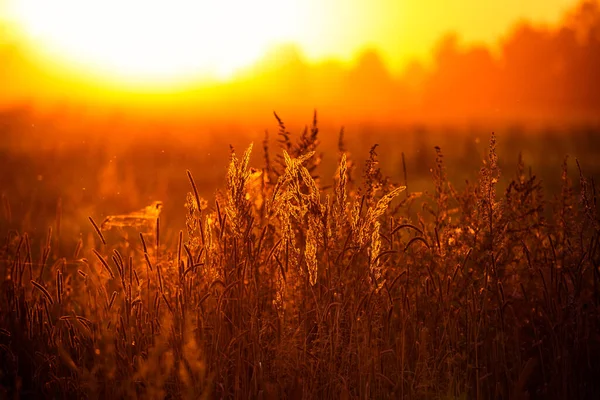 Piękny Wschód Słońca Krajobraz Mglistej Łąki Letnia Sceneria Północnej Europy — Zdjęcie stockowe