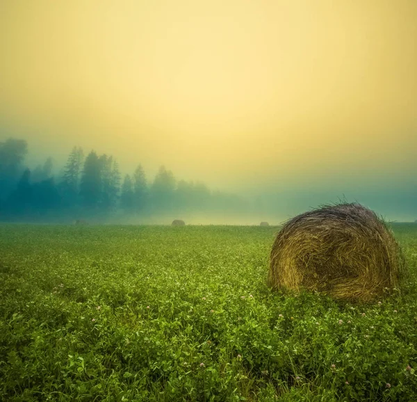 Beautiful Sunrise Landscape Misty Meadow Summertime Scenery Northern Europe — Stock Photo, Image