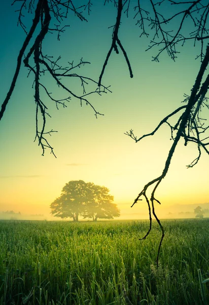 Een Prachtige Eikenboom Verte Door Mist Zomerochtend Zomer Landschap Van — Stockfoto