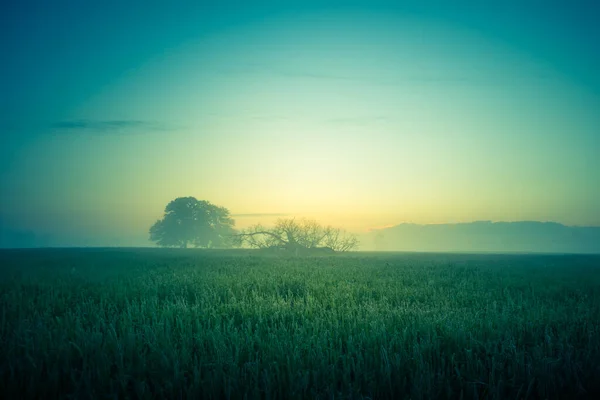 Eine Schöne Eiche Der Ferne Nebel Sommermorgen Sommerliche Landschaft Nordeuropas — Stockfoto