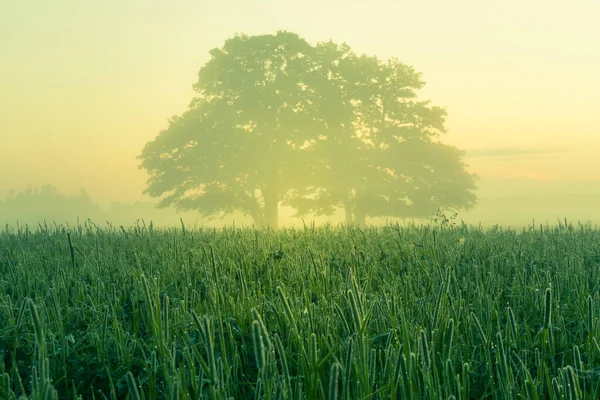 Een Prachtige Eikenboom Verte Door Mist Zomerochtend Zomer Landschap Van — Stockfoto