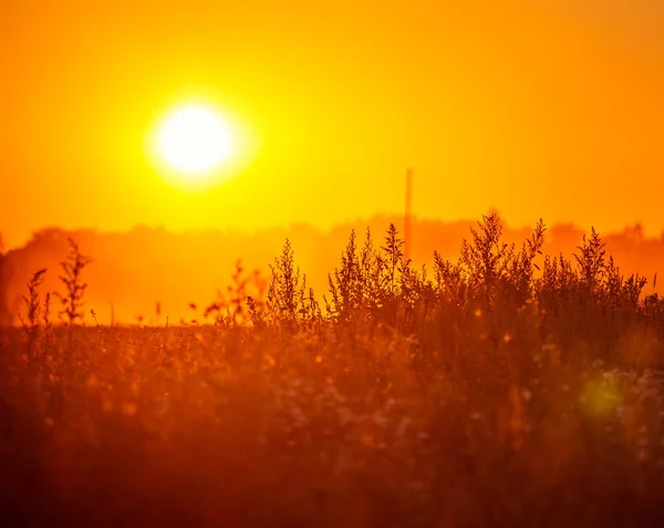 Disco Sol Brilhando Através Névoa Durante Nascer Sol Verão Cenário — Fotografia de Stock