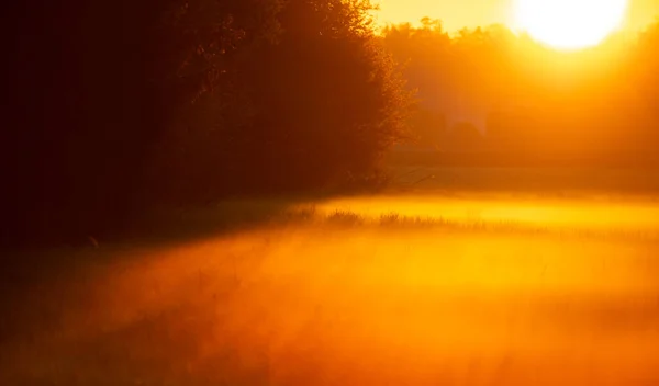 Uma Bela Paisagem Com Raios Sol Brilhando Através Árvores Durante — Fotografia de Stock