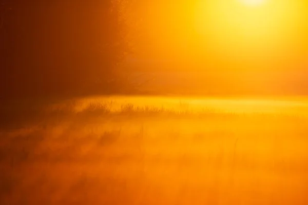 Piękna Sceneria Promieniami Słońca Świecącymi Przez Drzewa Podczas Mglistego Wschodu — Zdjęcie stockowe