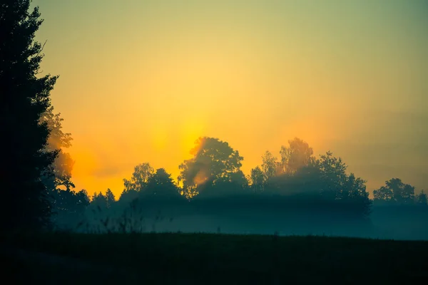 Hermoso Paisaje Con Rayos Sol Brillando Través Los Árboles Durante —  Fotos de Stock