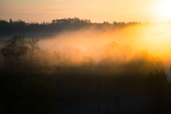 Lumière Soleil Brille Travers Brume Les Arbres Pendant Lever Soleil — Photo