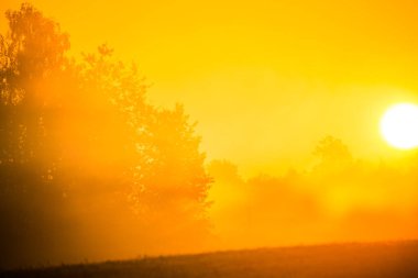 Güneş ışığı sislerin ve ağaçların arasında parlıyor yaz gündoğumunda. Kuzey Avrupa 'nın yaz manzarası.