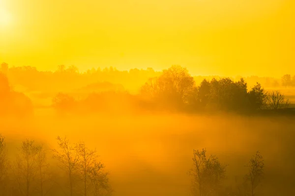 Luz Del Sol Brilla Través Niebla Los Árboles Durante Amanecer — Foto de Stock