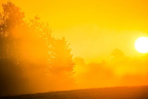 Сонячне Світло Світить Крізь Туман Дерева Під Час Літнього Сходу — стокове фото