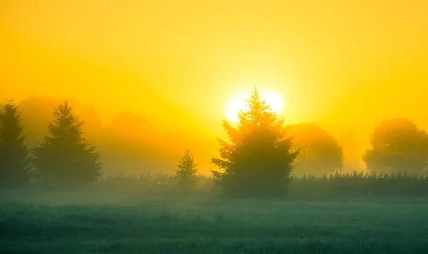 Sonnenlicht Das Während Eines Sommerlichen Sonnenaufgangs Durch Nebel Und Bäume — Stockfoto