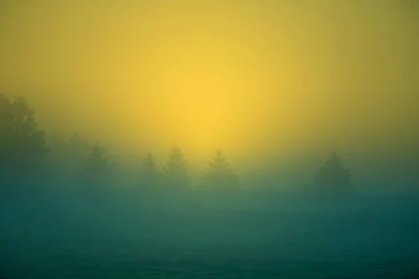 Slunce Svítí Mlhou Stromy Během Letního Východu Slunce Letní Scenérie — Stock fotografie