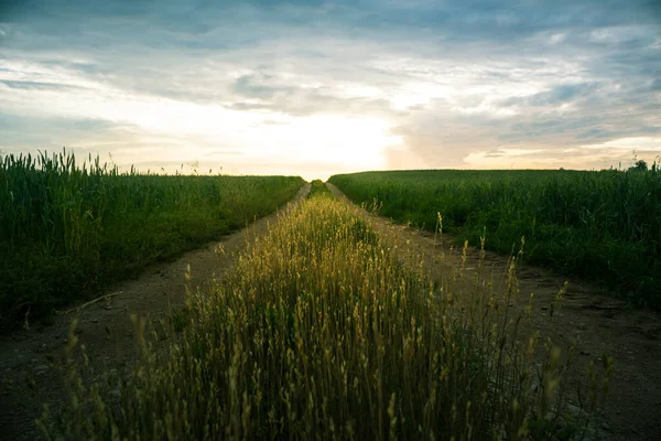 Een Zomerochtendlandschap Met Een Grindweg Landelijke Omgeving Landelijk Onverharde Weg — Stockfoto