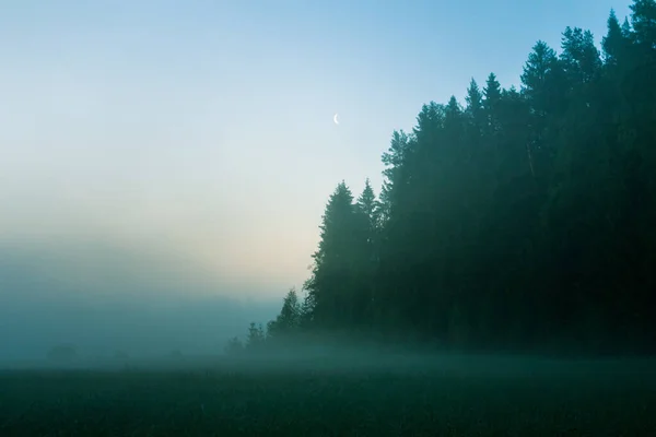 温带森林的美丽的晨景 有树木和植被的林地 北欧的夏季风景 — 图库照片