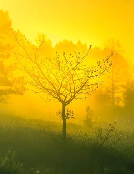 Eine Kahle Baumsilhouette Der Ferne Einem Nebligen Morgensonnenaufgang Sommerliche Landschaft — Stockfoto
