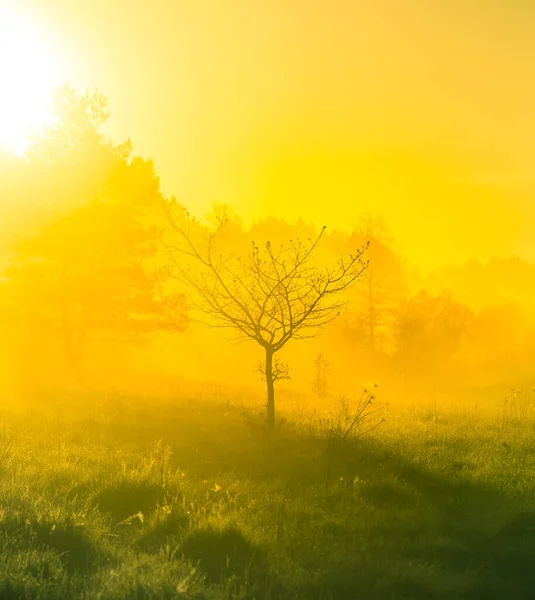 Una Silueta Árbol Desnudo Distancia Amanecer Brumoso Mañana Paisajes Veraniegos — Foto de Stock