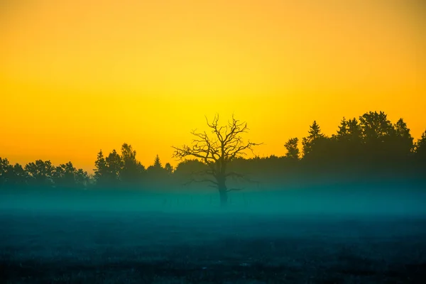 Eine Kahle Baumsilhouette Der Ferne Einem Nebligen Morgensonnenaufgang Sommerliche Landschaft — Stockfoto