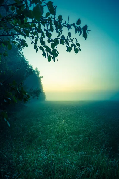 日出前黎明时分美丽的晨景 北欧的夏季风景 — 图库照片