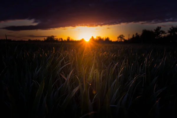 Sol Verão Que Nasce Sobre Campo Colheita Cenário Rural Durante — Fotografia de Stock