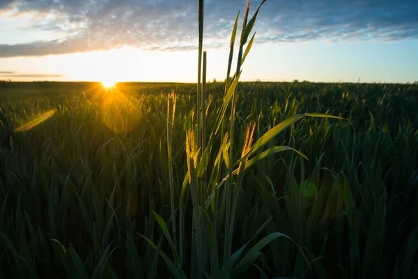 Sol Verão Que Nasce Sobre Campo Colheita Cenário Rural Durante — Fotografia de Stock