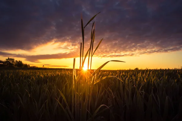 Sol Verão Que Nasce Sobre Campo Colheita Cenário Rural Durante — Fotografia de Stock