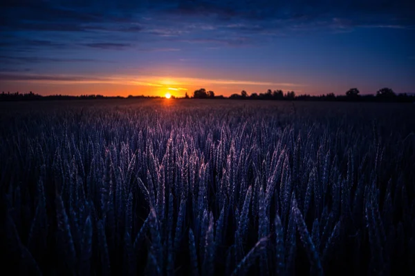 Sol Verão Que Nasce Sobre Campo Colheita Cenário Rural Durante — Fotografia de Stock