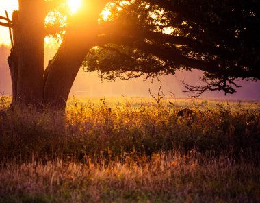 Tarlada dev bir meşe ağacının arkasından doğan bir yaz güneşi. Sabah gökyüzüne karşı ağaç silueti. Kuzey Avrupa 'nın yaz manzarası.