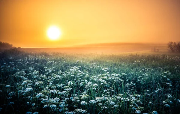 Sonnenaufgang Über Der Sommerwiese Gras Wächst Der Ländlichen Landschaft Während — Stockfoto