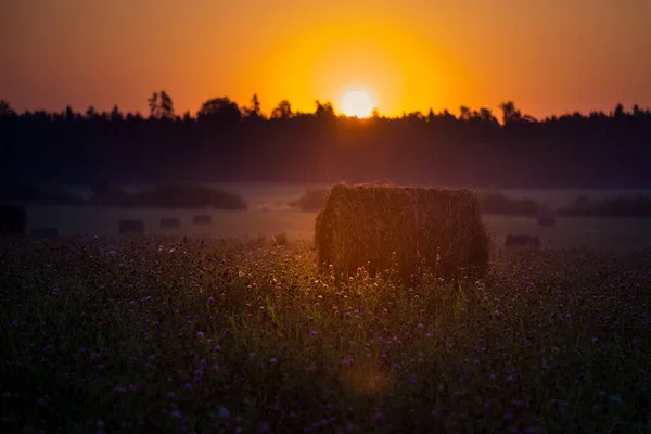 Sun Rising Summer Meadow Grass Growing Rural Landscape Sunrise Summertime — Stock fotografie