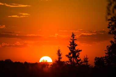 Ladin ağaçlarının arkasında yükselen bir güneş. Güneşin doğuşuna karşı ağaç silueti. Kuzey Avrupa 'nın yaz manzarası.