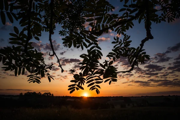 Eine Wunderschöne Sonnenaufgangslandschaft Mit Vogelbeerenzweigsilhouette Gegen Den Sonnenaufgangshimmel Sommerliche Landschaft — Stockfoto