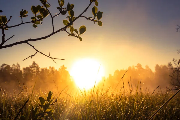 Beautiful Summer Sunrise Trees Tree Silhouette Sunrise Sky Summertime Scenery — Foto de Stock