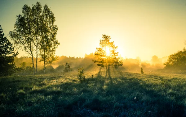 Ein Schöner Sommersonnenaufgang Hinter Den Bäumen Baumsilhouette Gegen Den Sonnenaufgangshimmel — Stockfoto