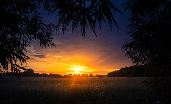 Beau Lever Soleil Été Derrière Les Arbres Silhouette Arbre Contre — Photo