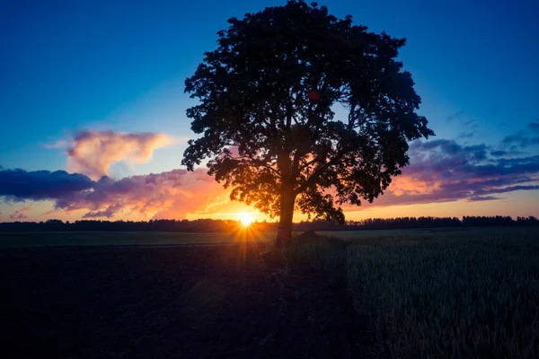Beautiful Summer Sunrise Trees Tree Silhouette Sunrise Sky Summertime Scenery — Foto de Stock