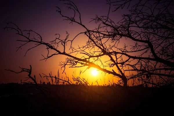 Прекрасный Летний Восход Солнца Деревьями Силуэт Дерева Против Неба Восхода — стоковое фото