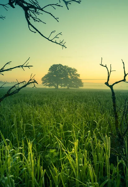 裸のオークの木の枝に囲まれた美しい夏の朝の風景 北ヨーロッパの夏の風景 — ストック写真