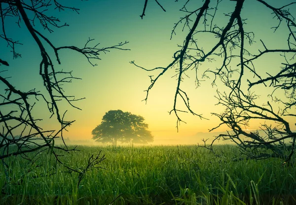 光秃秃的橡树枝条衬托着美丽的夏日晨景 北欧的夏季风景 — 图库照片