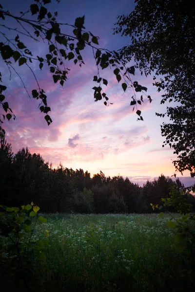 Eine Sommerliche Morgenlandschaft Mit Buschwerk Sommerliche Landschaft Nordeuropas — Stockfoto