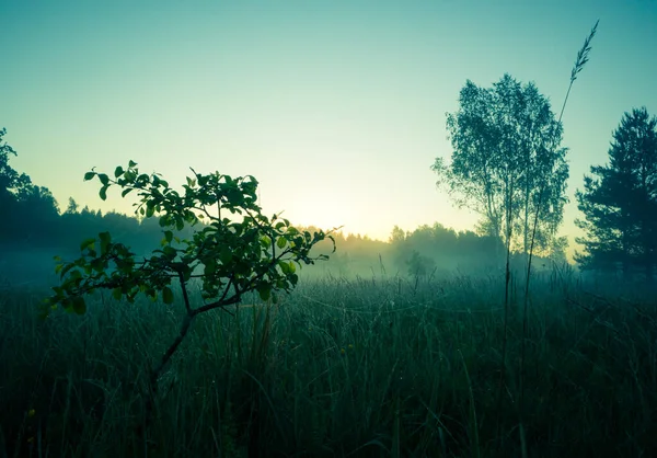 Çalıların olduğu bir yaz sabahı manzarası. Kuzey Avrupa 'nın yaz manzarası.
