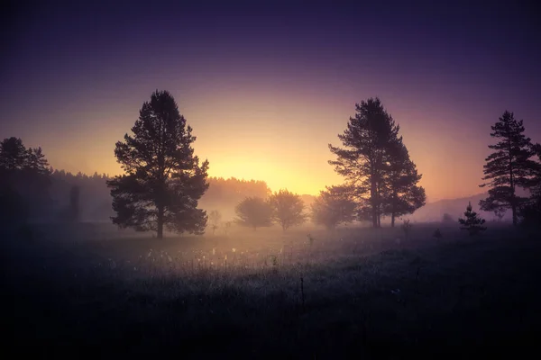 Eine Schöne Ländliche Sommerlandschaft Kühlen Tönen Sommerliche Landschaft Nordeuropas — Stockfoto