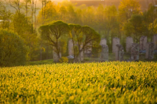 Прекрасное Летнее Поле Посевов Утренние Часы Летние Пейзажи Северной Европы — стоковое фото