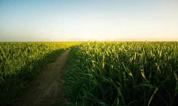 Ett Vackert Naturligt Gräs Som Växer Ängen Morgontimmarna Gräsmark Soluppgången — Stockfoto