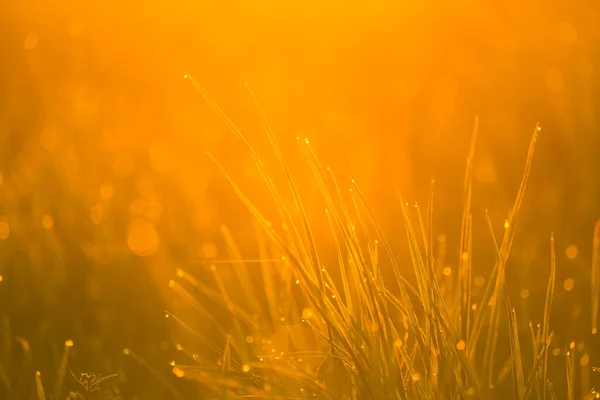 A beautiful, natural grass growing in the meadow in morning hours. Grasland in sunrise. Summertime scenery of Northern Europe.