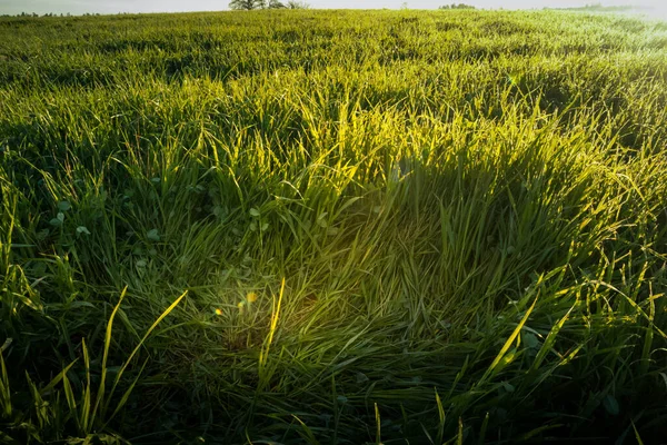 Una Hermosa Hierba Natural Creciendo Prado Horas Mañana Pastizales Amanecer —  Fotos de Stock