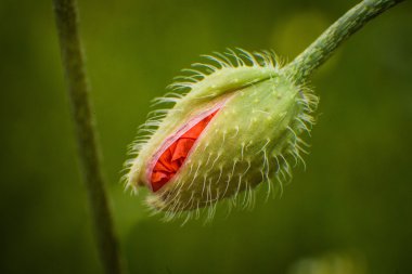 Kırmızı gelincik çiçeği